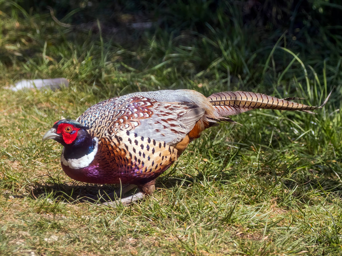 Breeding Birds